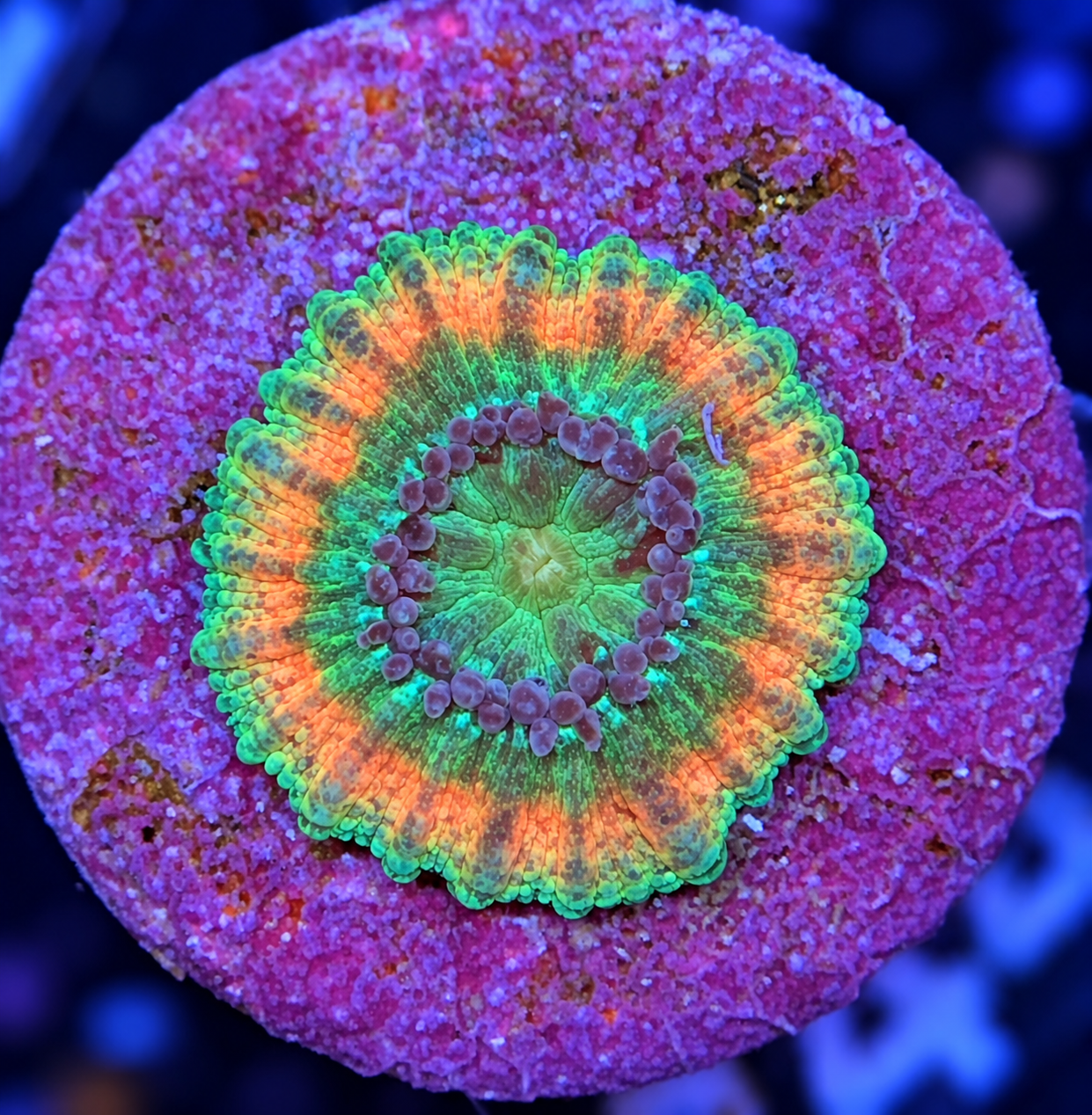 SciReef Trachyphyllia geoffroyi Size 2