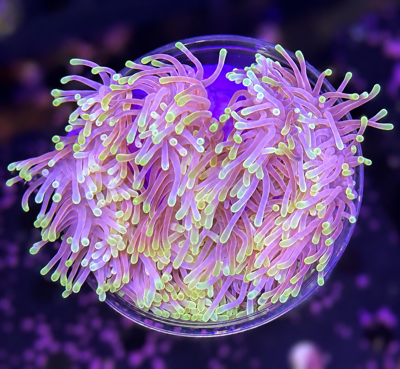 FMC Heteractis magnifica