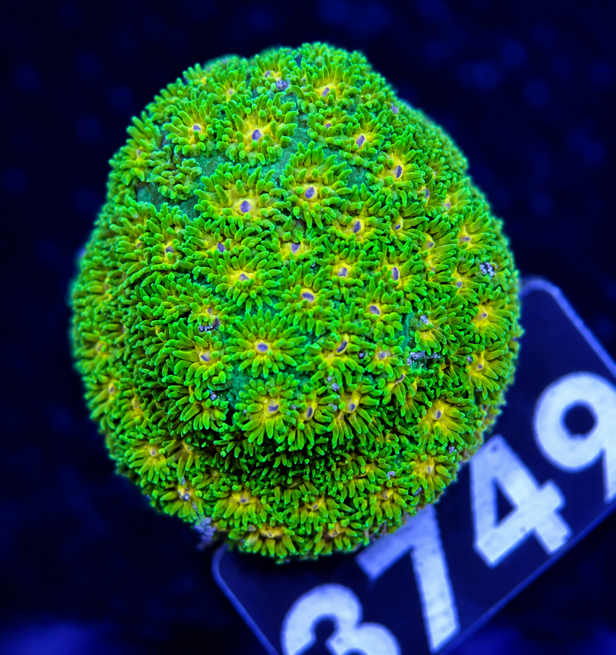FMC Leptastrea Polkaroo