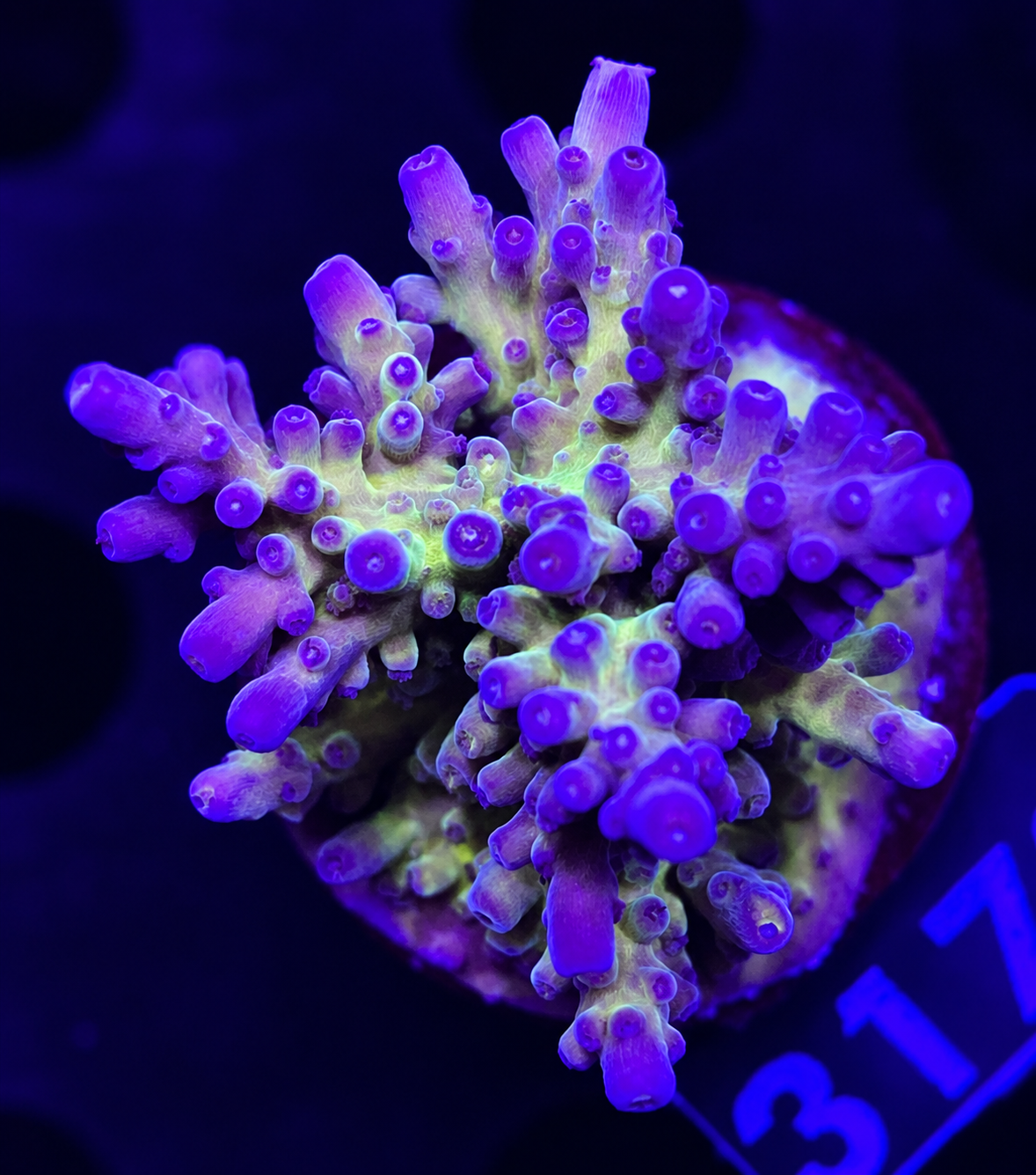 FMC Acropora austera Purple