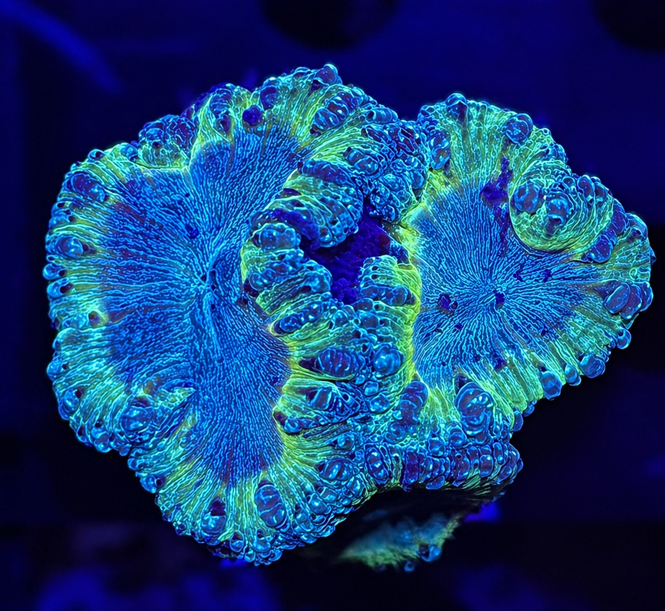 FMC Blastomussa wellsi