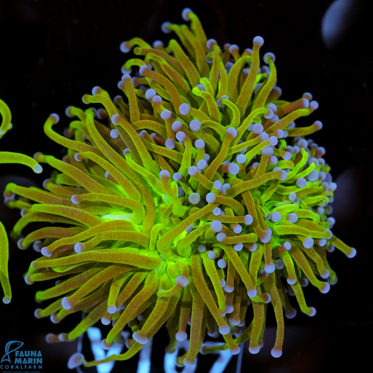 FMC Euphyllia glabrescens Toxic Center Purple Tip 1 Head V