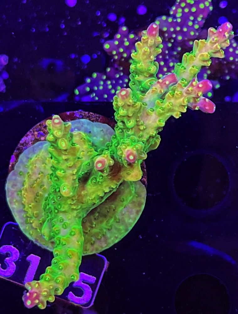 FMC Acropora divaricata Mango Garden