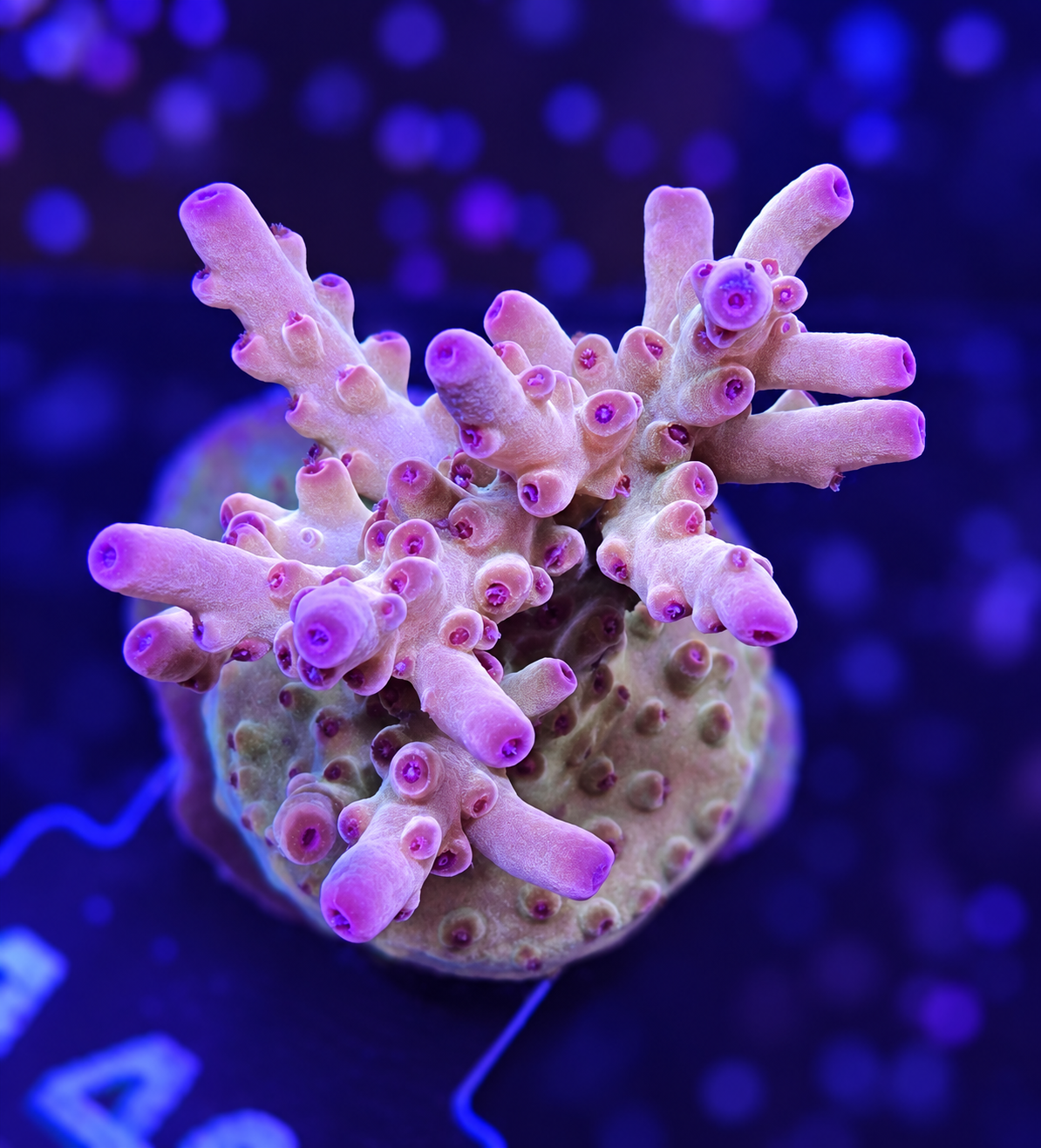 FMC Acropora lokani Jawdropper
