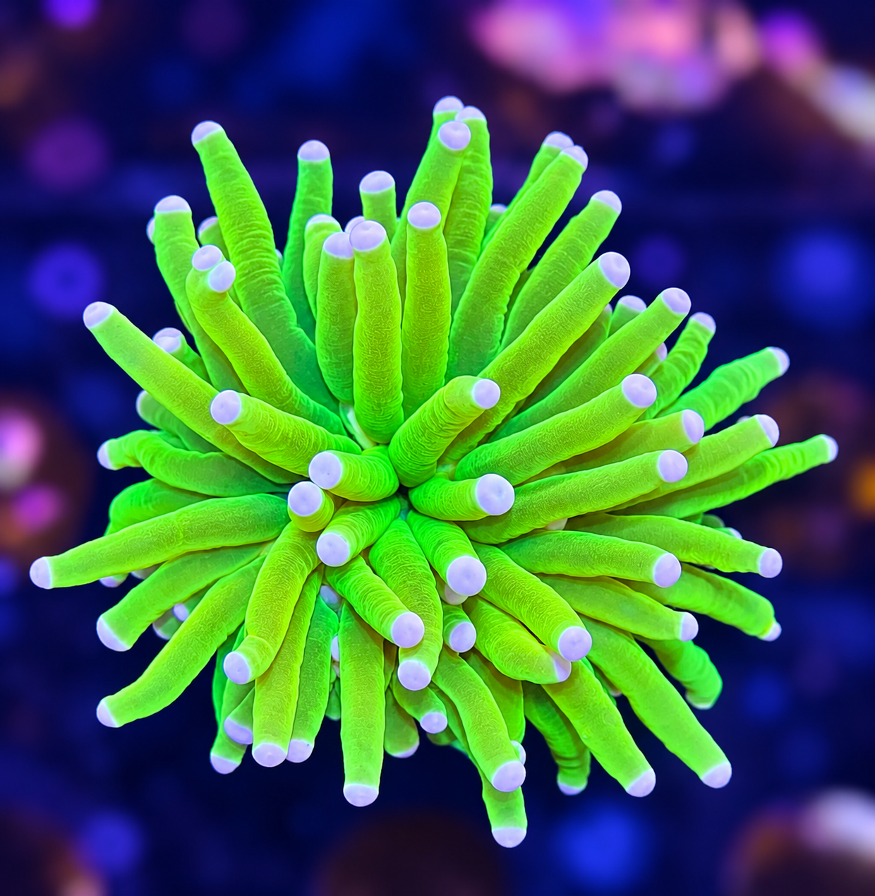 FMC Euphyllia glabrescens Holy grail Banana