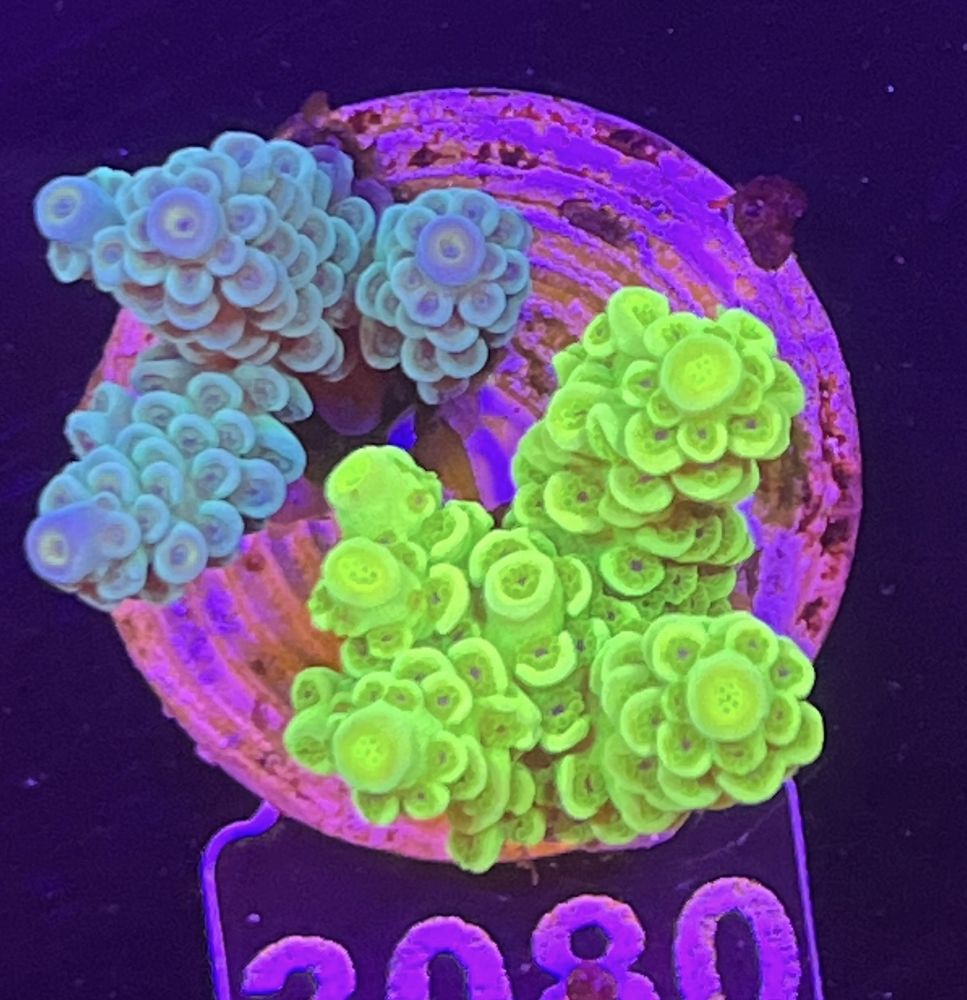 FMC Acropora tenuis Double