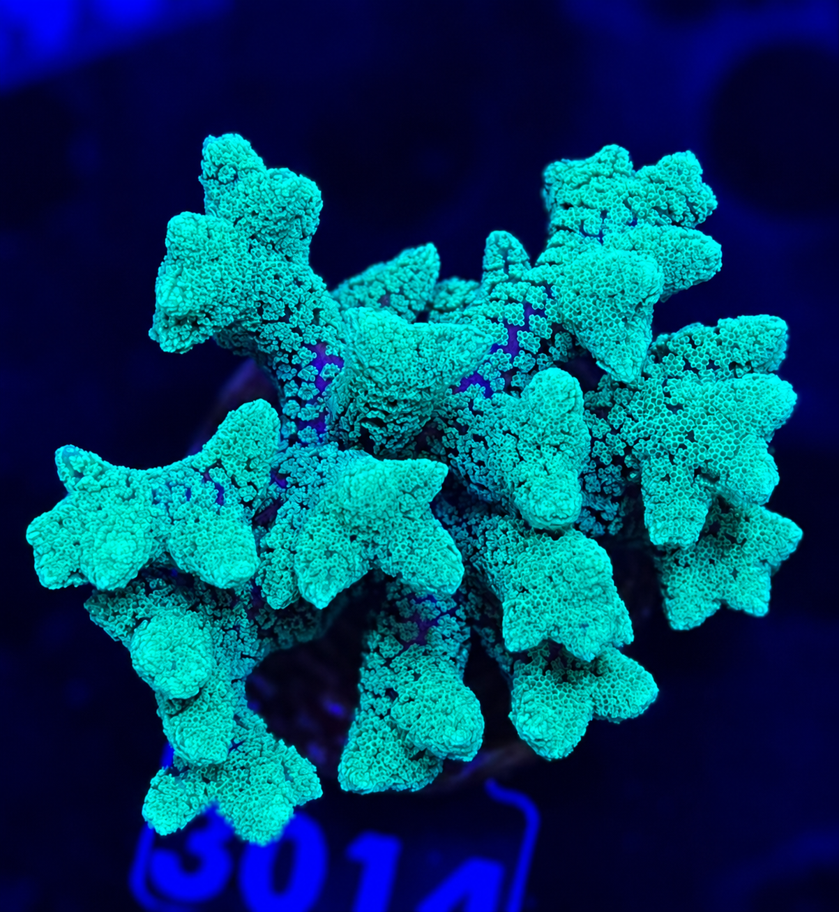 FMC Seriatopora Selly