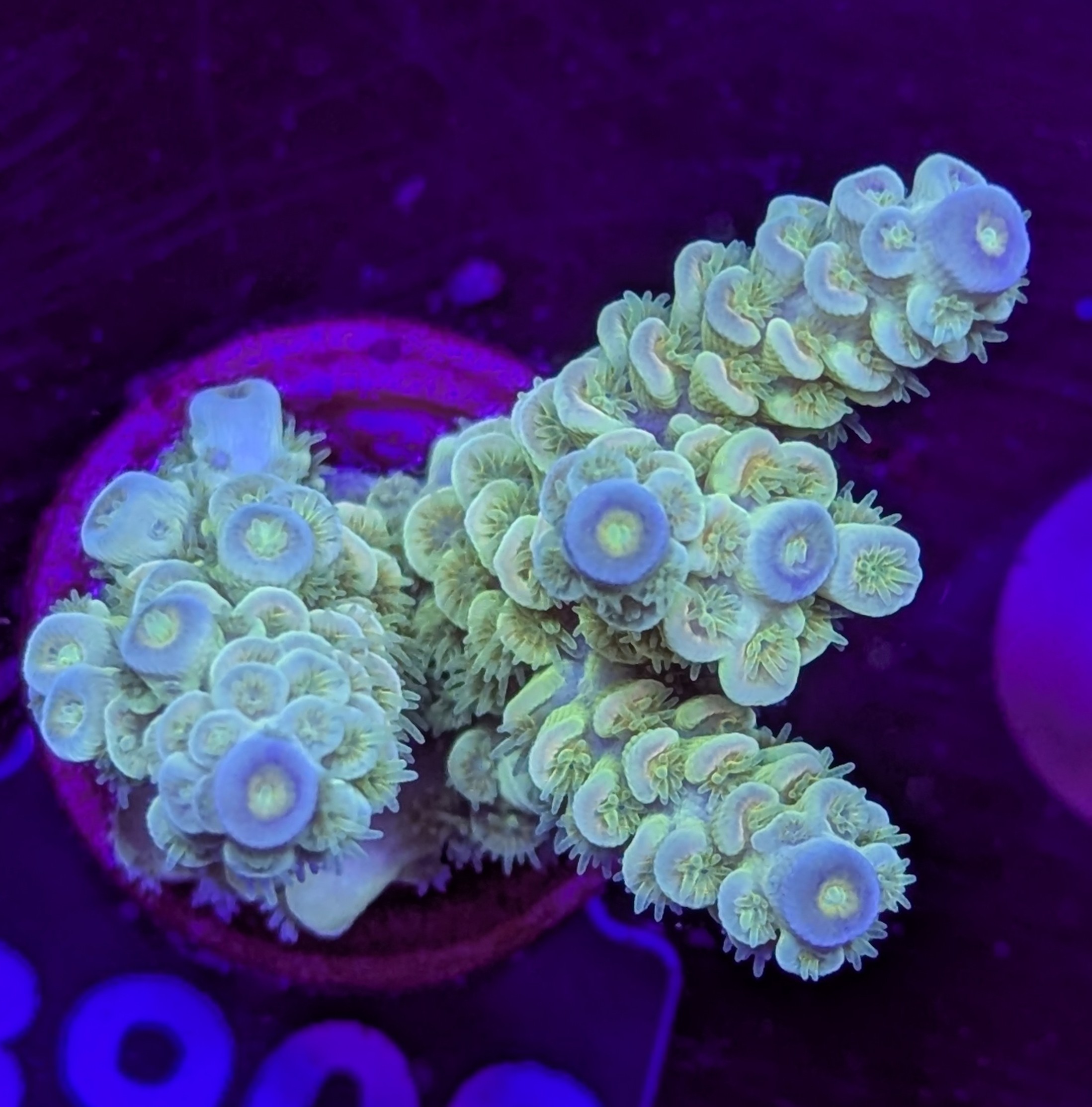 FMC Acropora tenuis blue tip