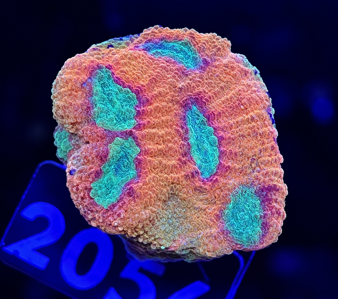 FMC Mycedium elephantotus  Red Rim