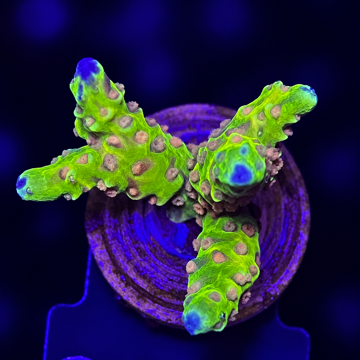 FMC Anacropora sp golden rod