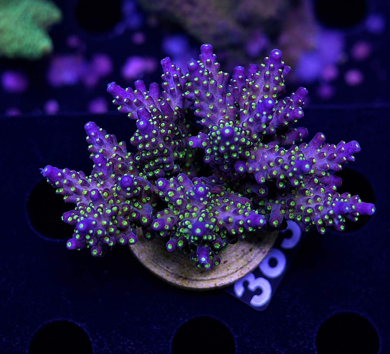 FMC Acropora nana tricolor