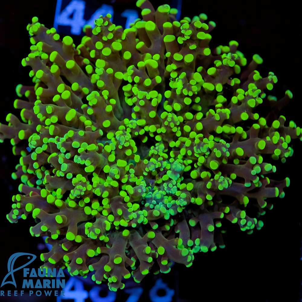 FMC  Euphyllia paradivisa green Tip V