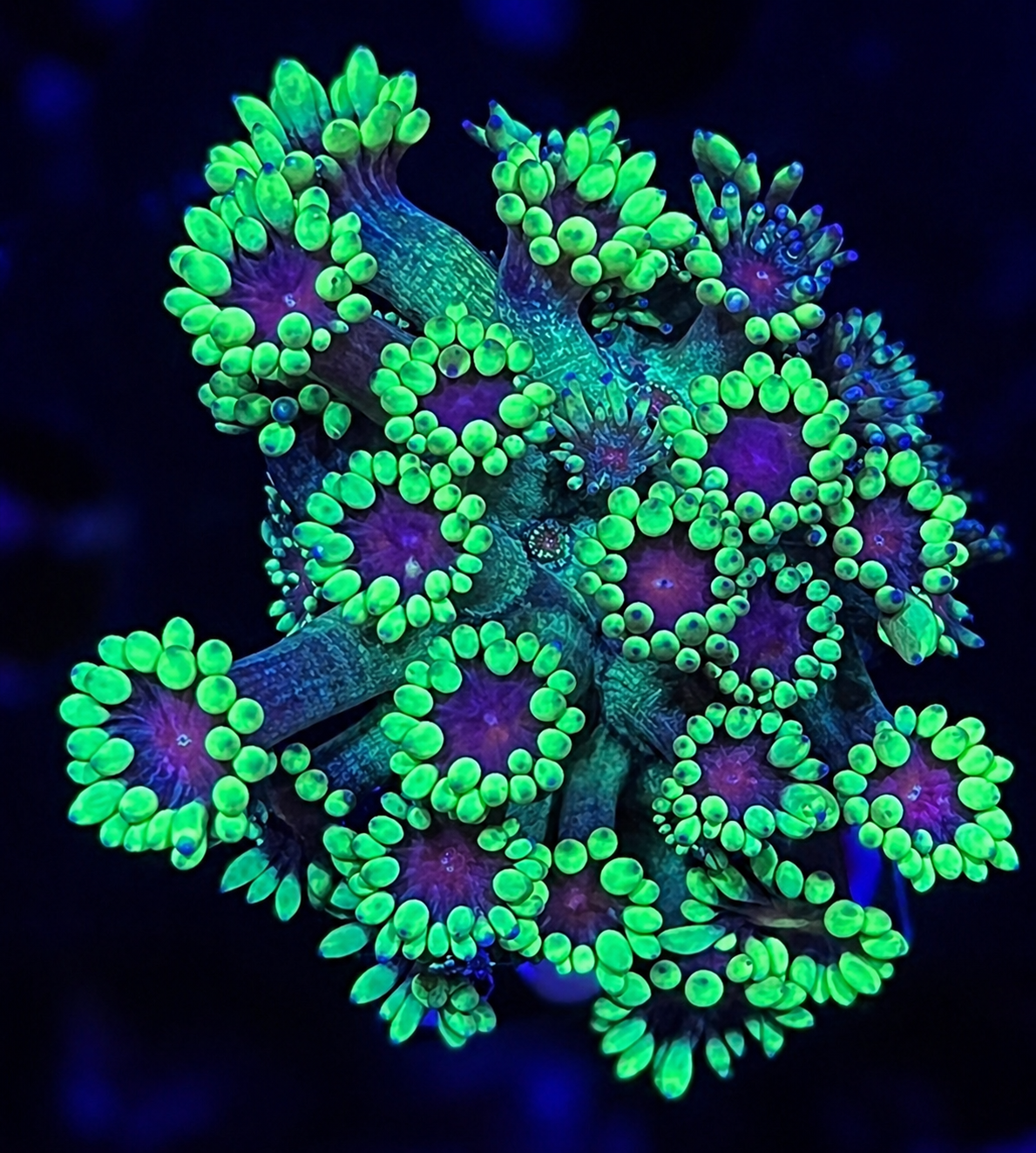 FMC Goniopora red heart