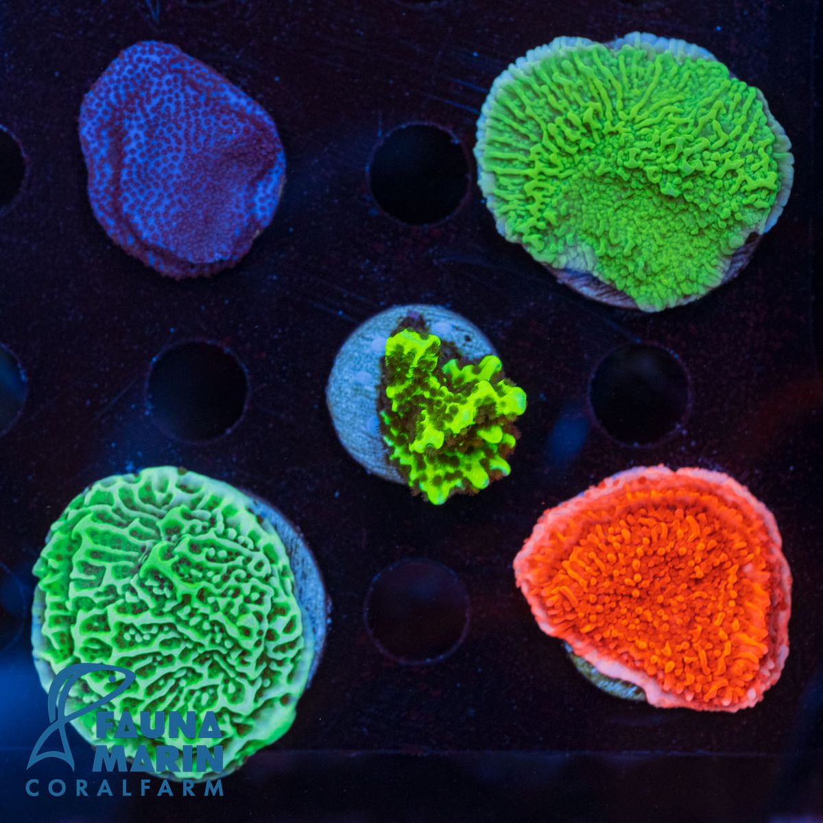 FMC Montipora Nachzucht-Pack V (Filter- + Daylight-Shot picture!)