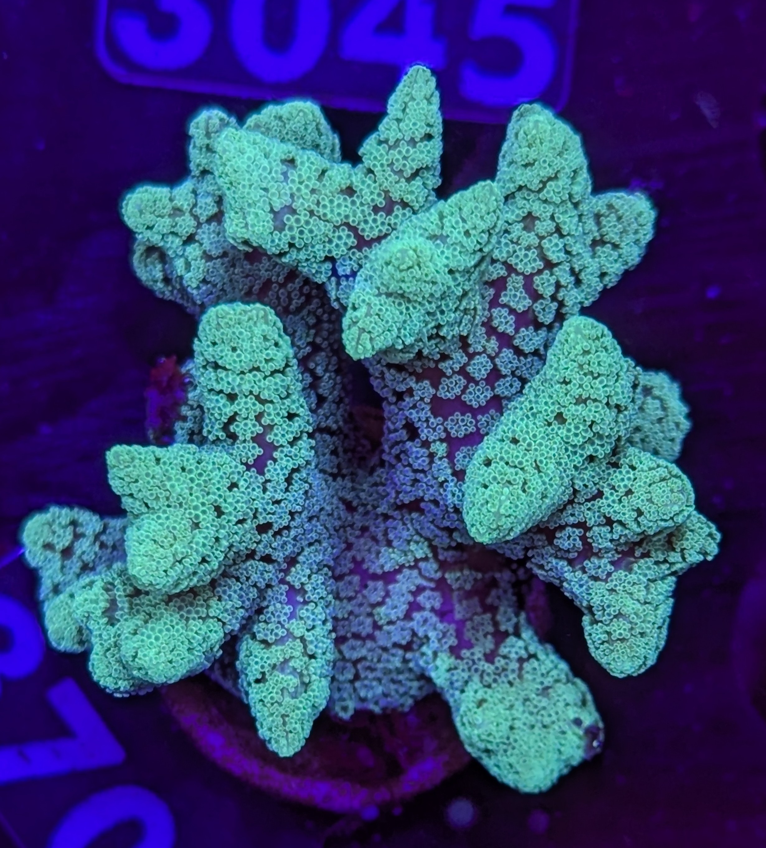 FMC Seriatopora Selly