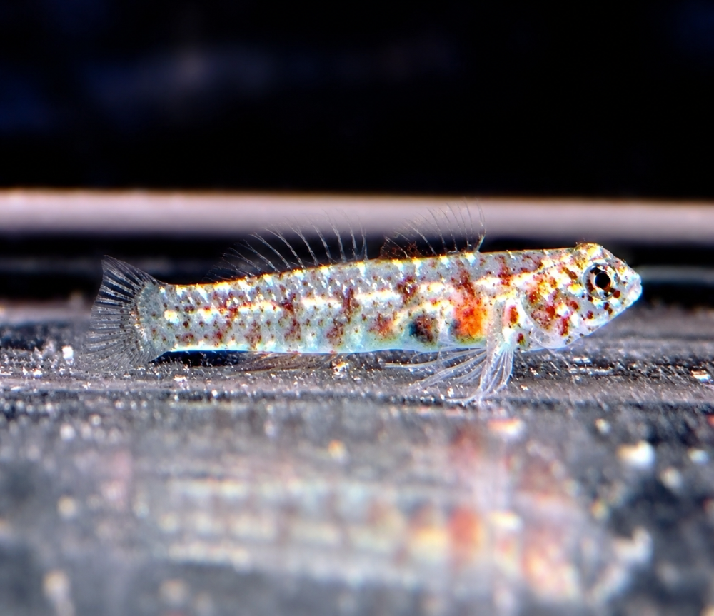 Eviota queenslandica - Queensland Zwerggrundel