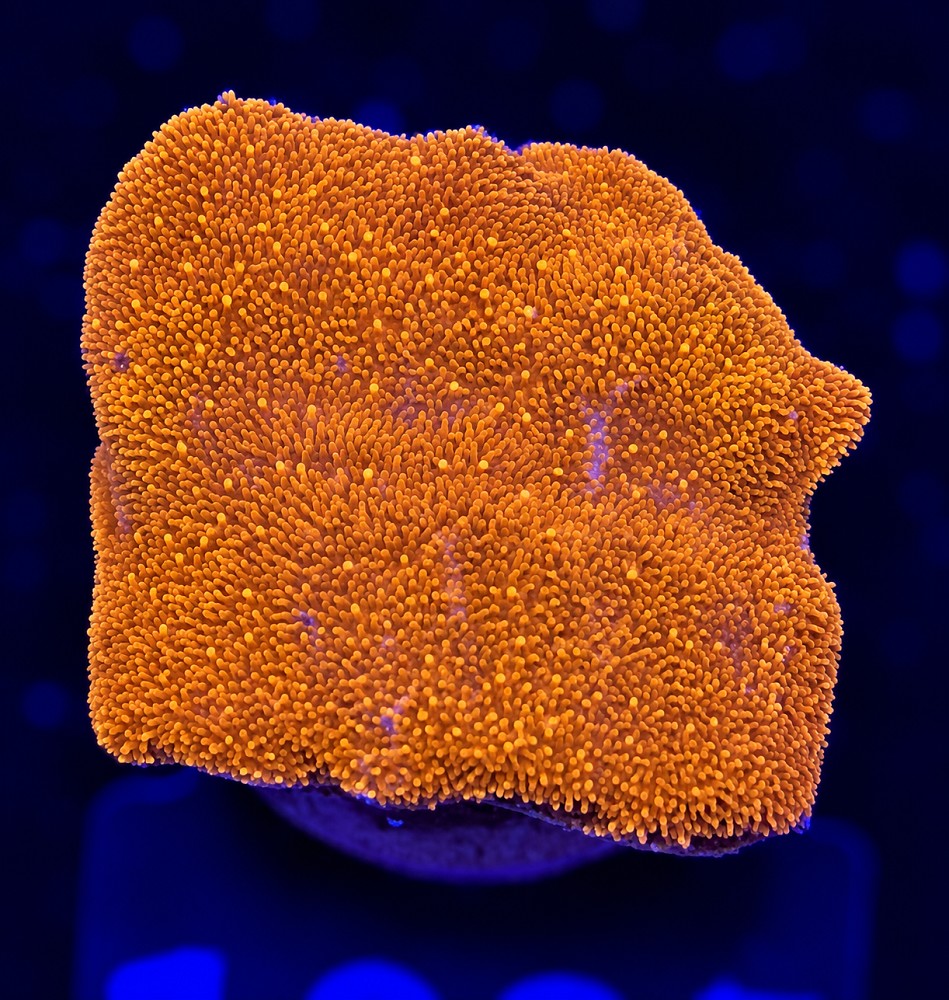 FMC Psammocora orange V