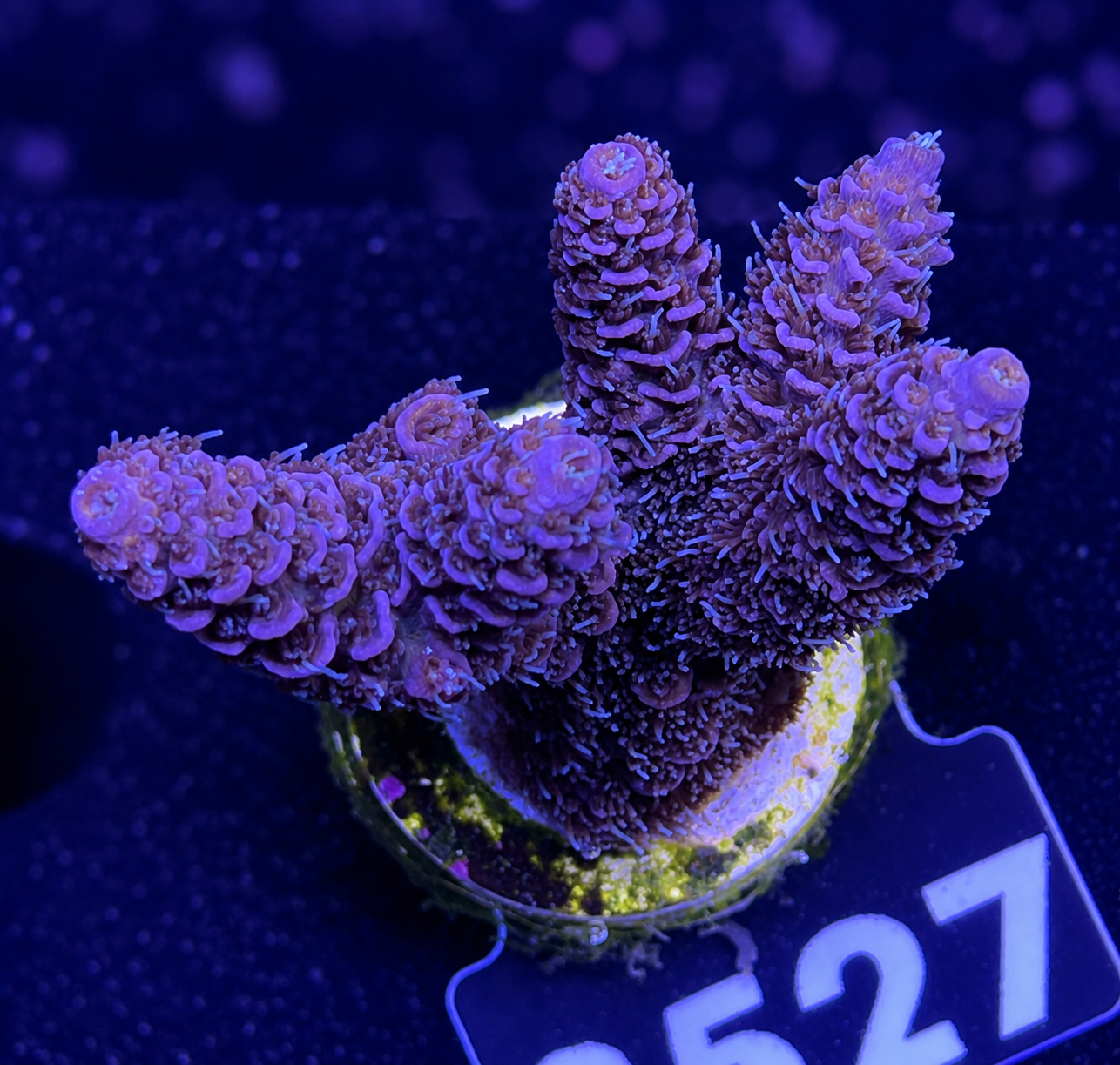 FMC Acropora millepora purple