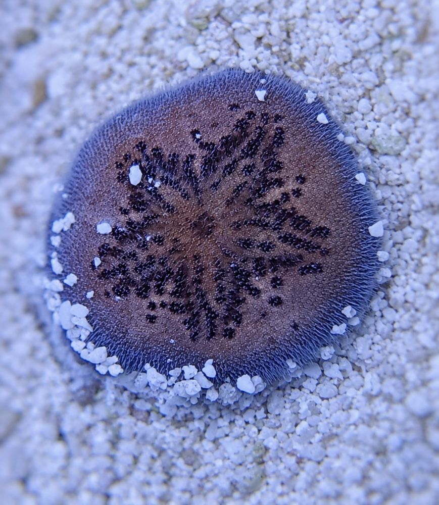Brissus spp. - Sand dollar flat