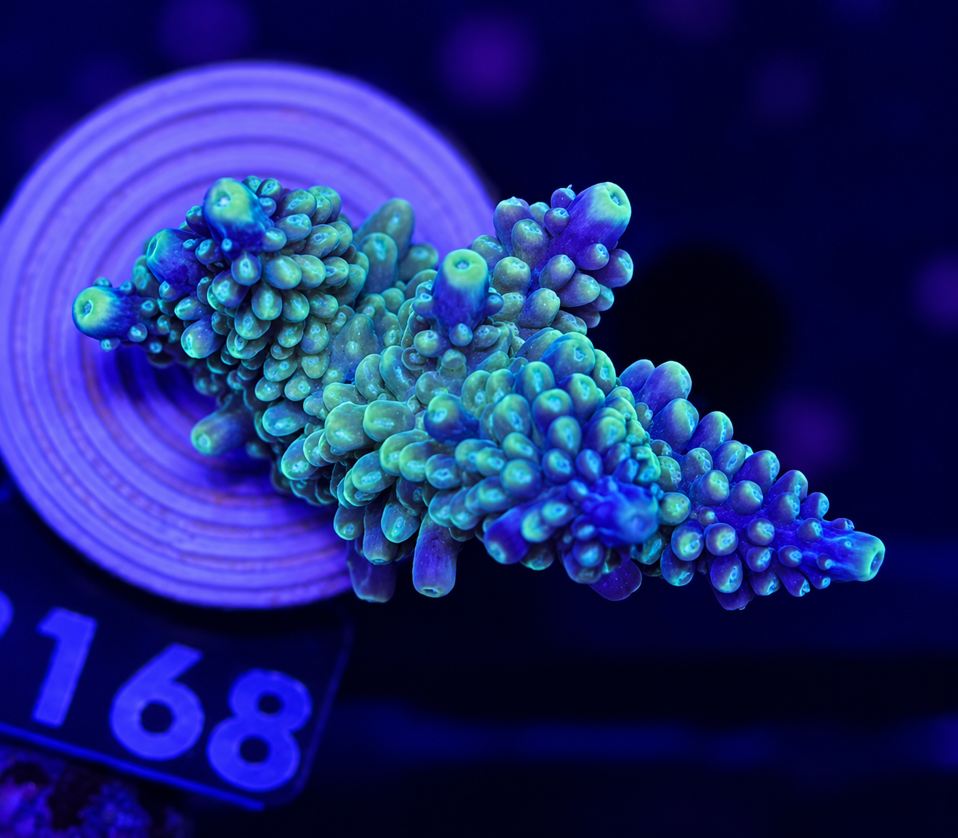 FMC Acropora secale