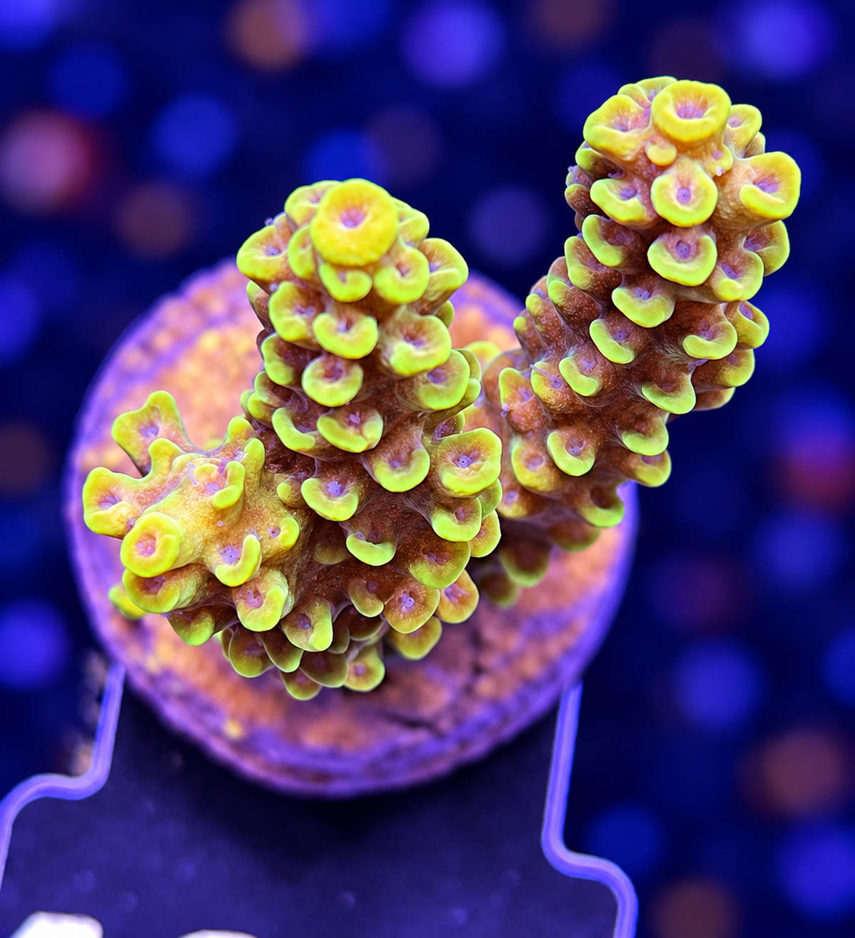 FMC Acropora tenuis yellow