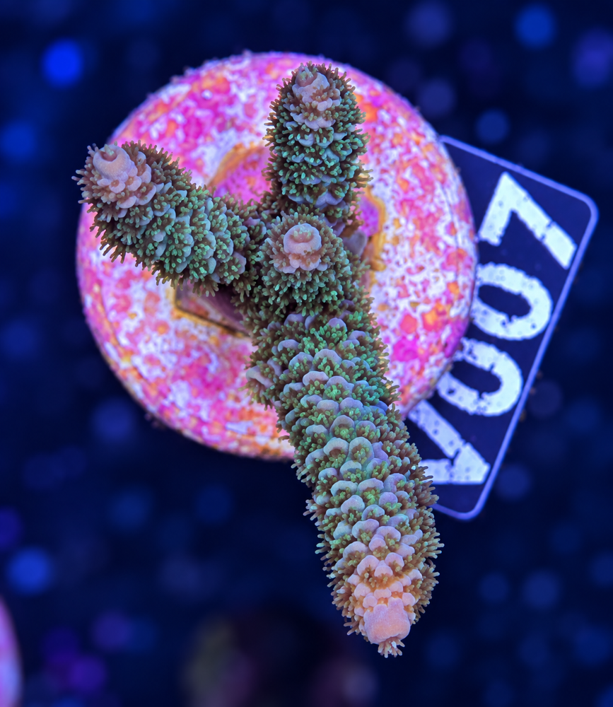 SciReef Acropora millepora TWIN 2024 Grade 2 "Golden Apricot" V