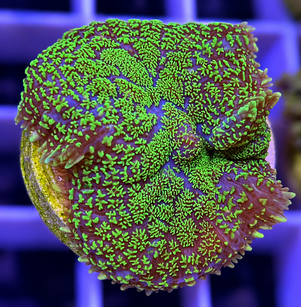 FMC Rhodactis