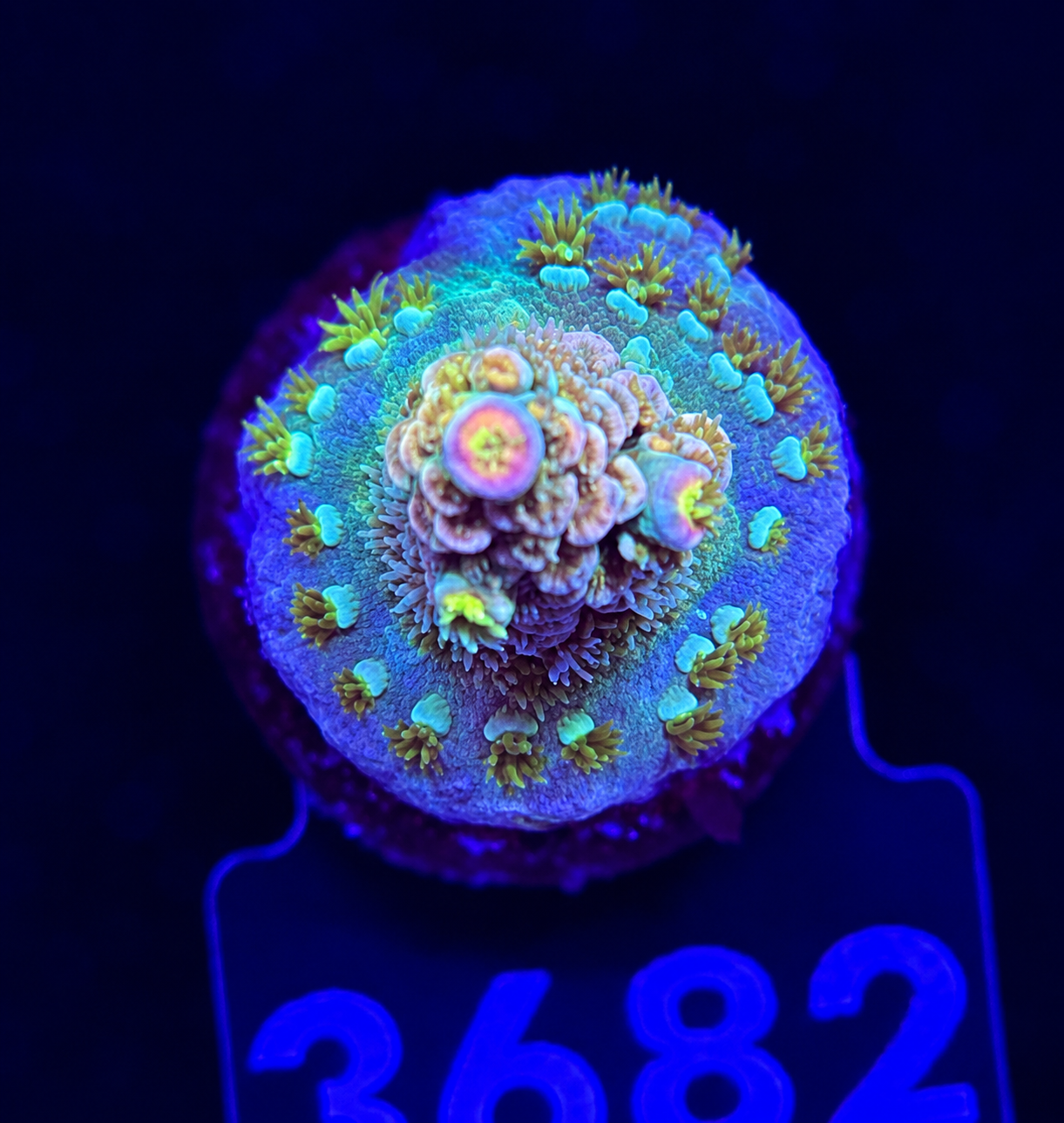 FMC Acropora tenuis