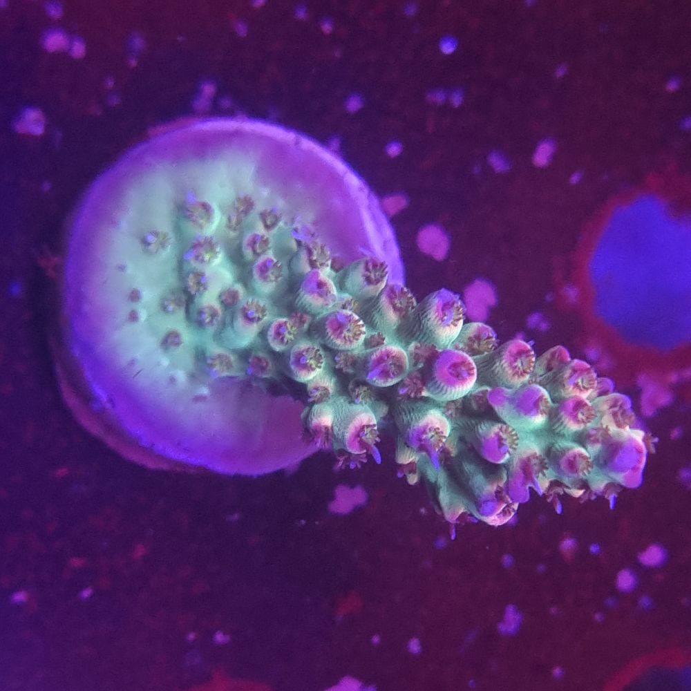 FMC Acropora vividis confetti pastell V