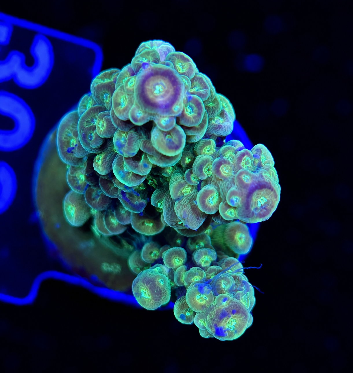 FMC Acropora florida
