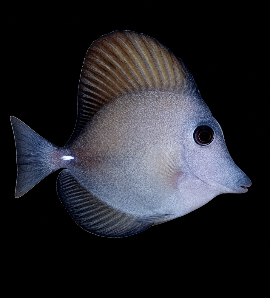 Zebrasoma scopas - Brauner Segelflossen Doktorfisch