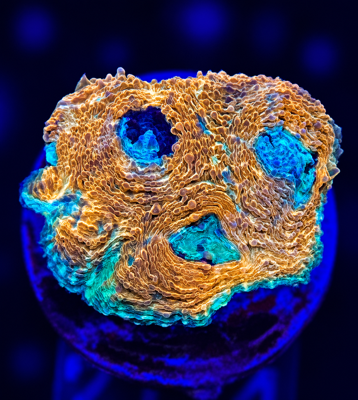 FMC Acanthastrea echinata green center