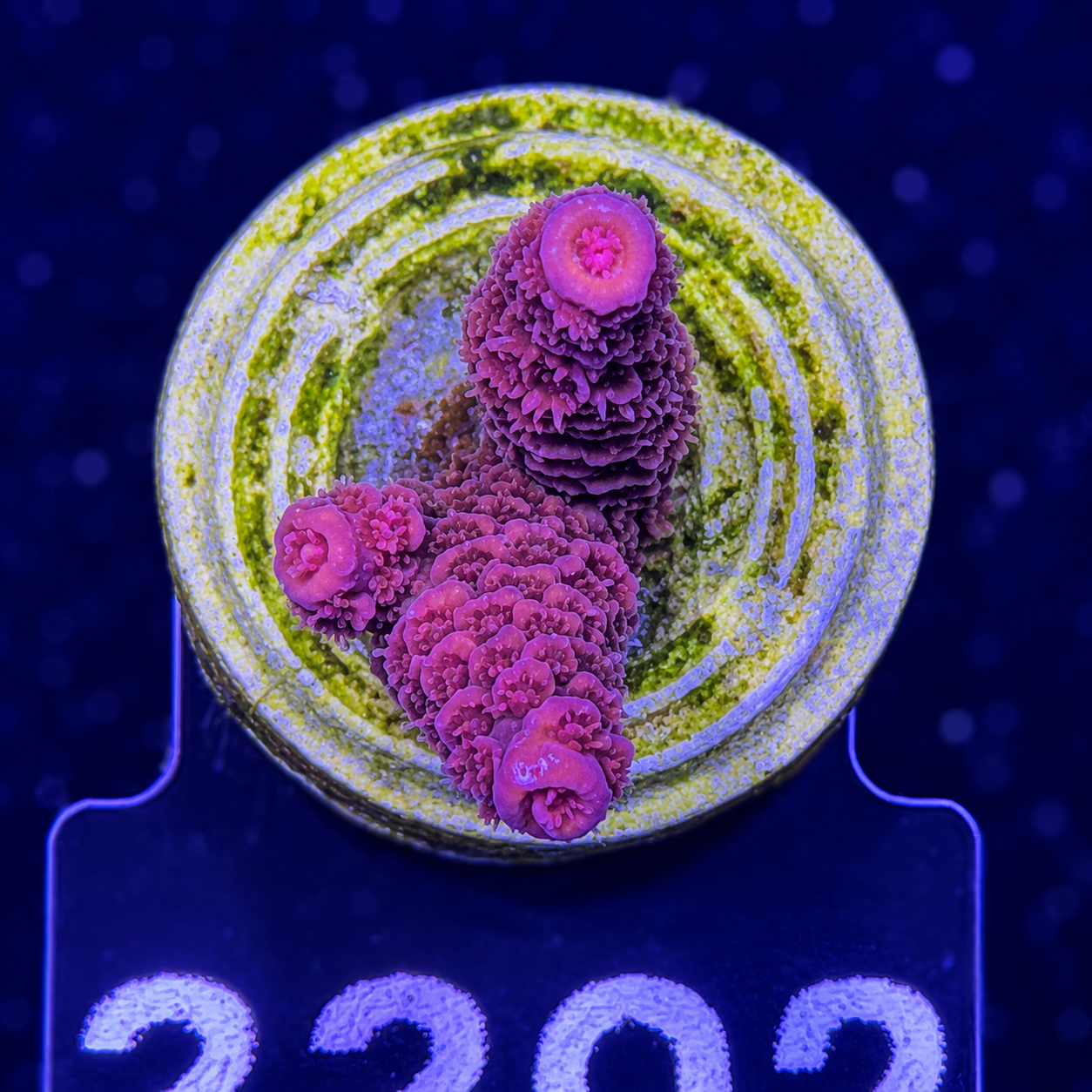 FMC Acropora Millepora red