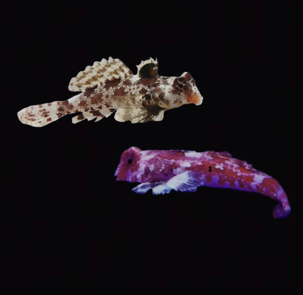 Synchiropus marmoratus
