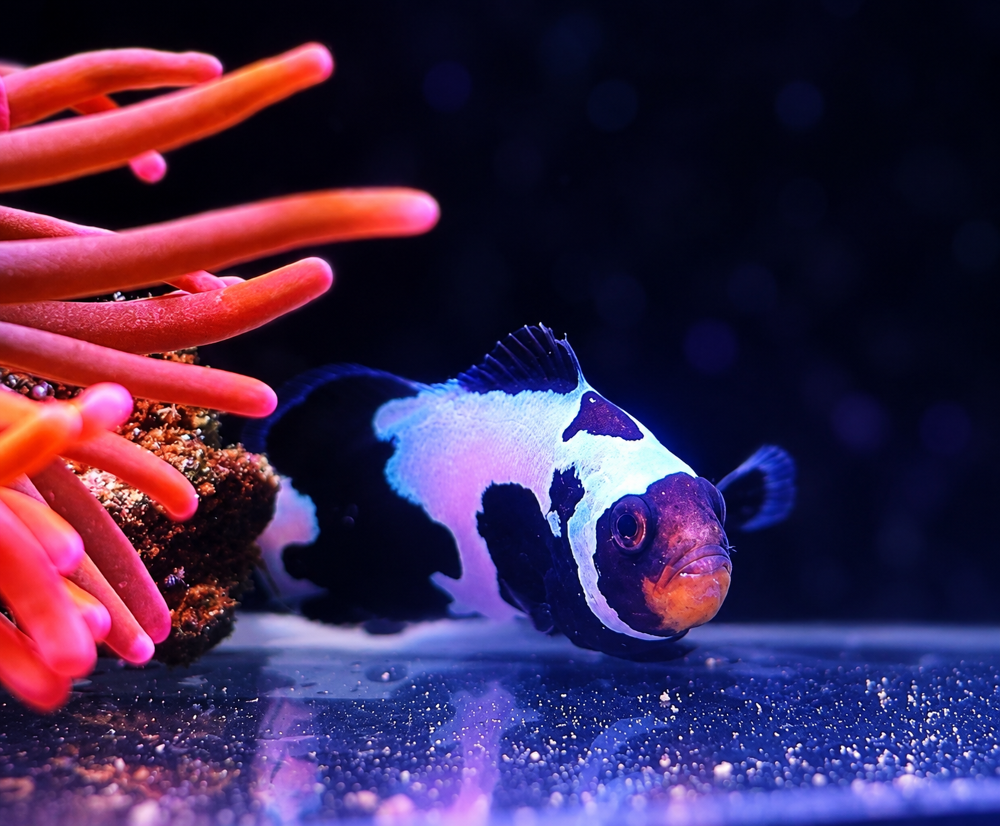 Amphiprion ocellaris - "Black Snowflake"  NZ