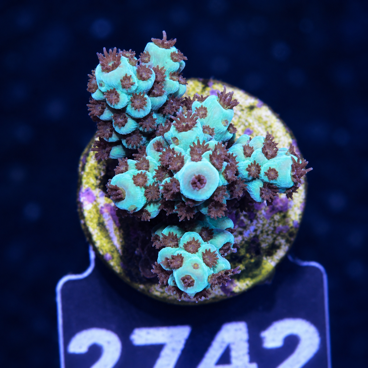 FMC Acropora sarmentosa
