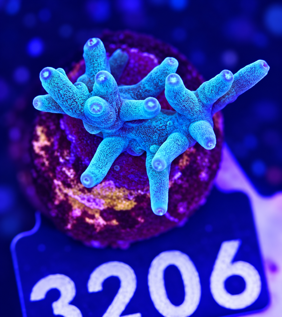 FMC Acropora caroliniana