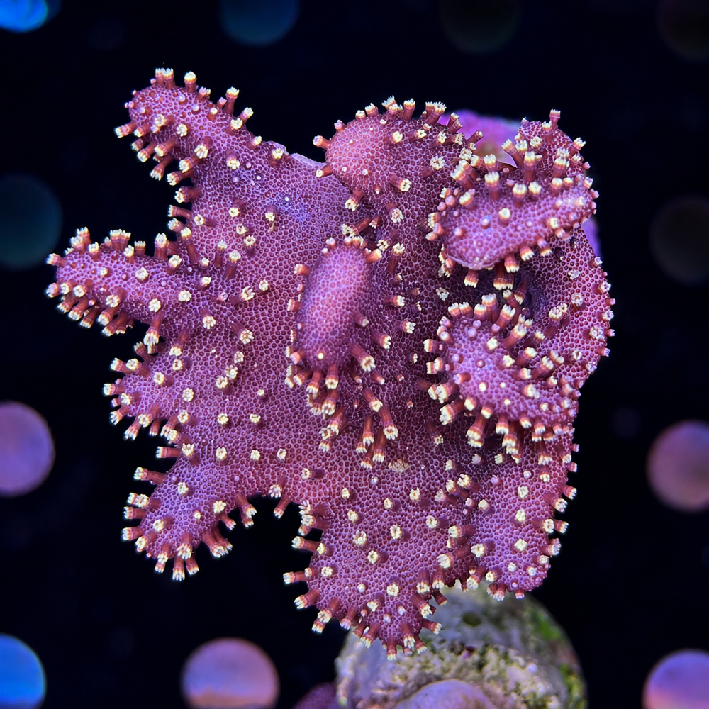 FMC Lobophytum littlle Star V