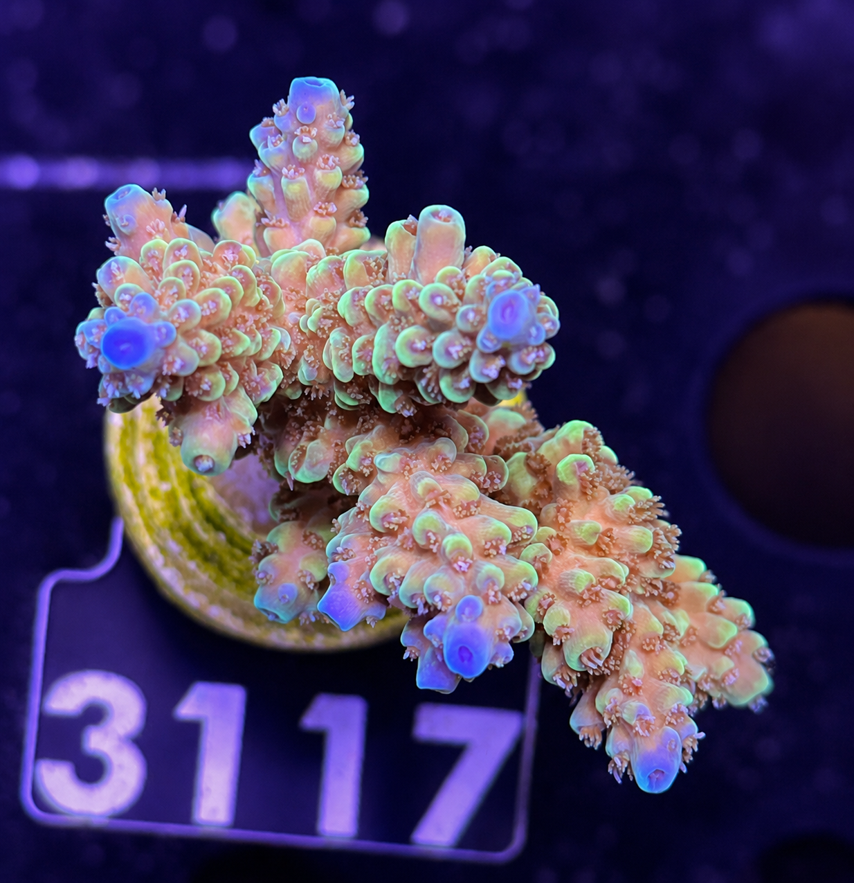 FMC Acropora rosaria
