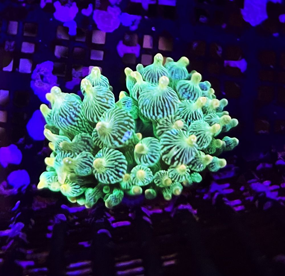 Entacmaea Quadricolor Yellow Tip V