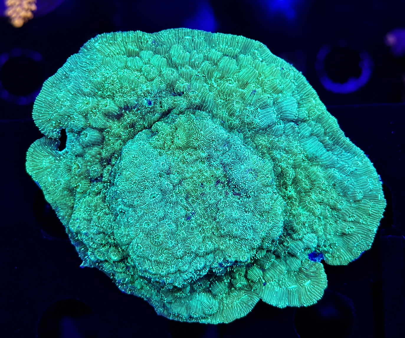 FMC Pavona maldivensis Light Green