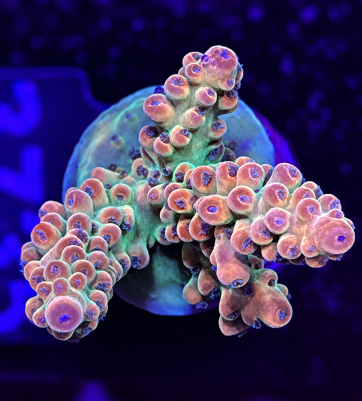 FMC Acropora nasuta Rainbow