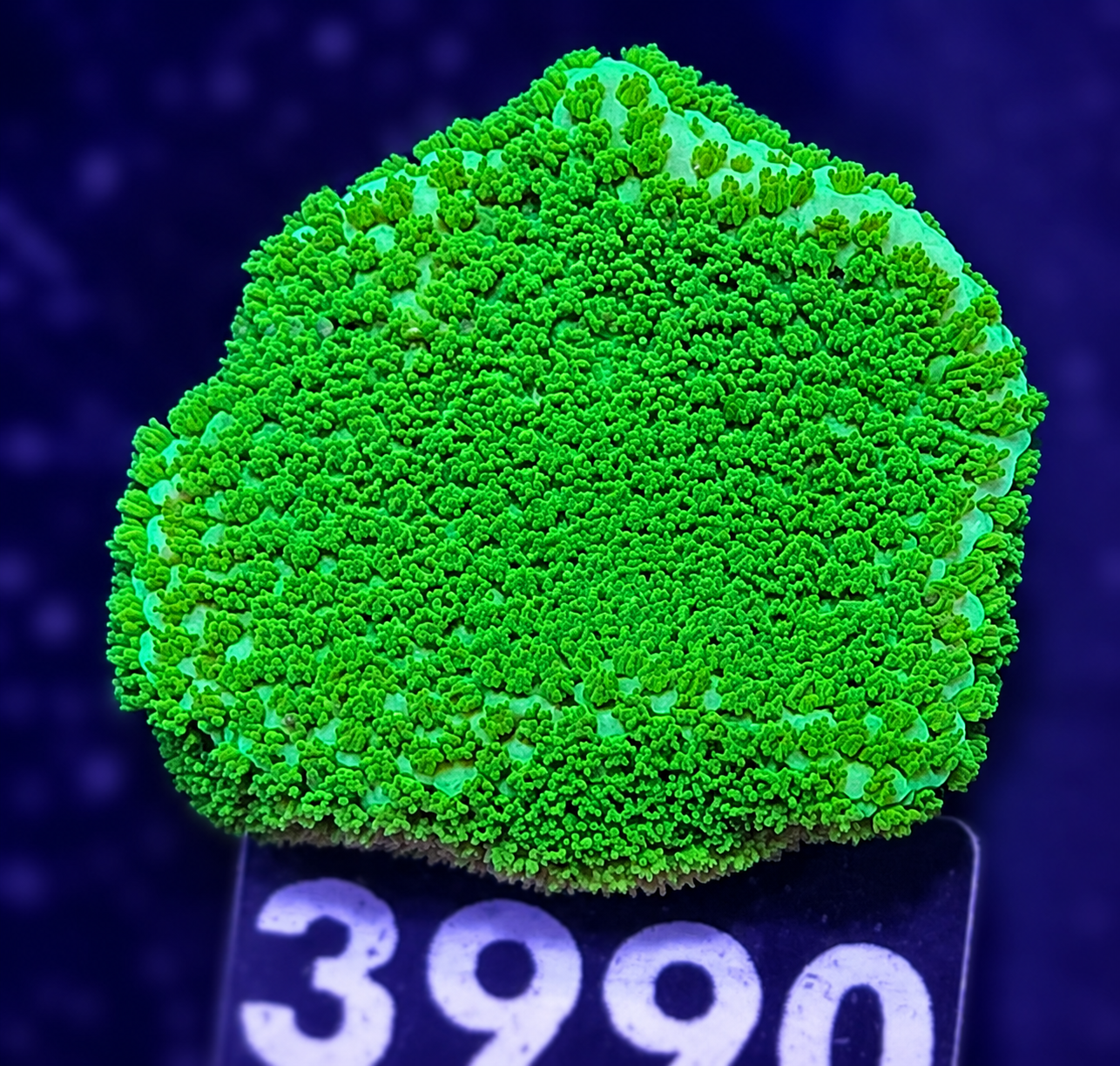 FMC Montipora Pokerstar