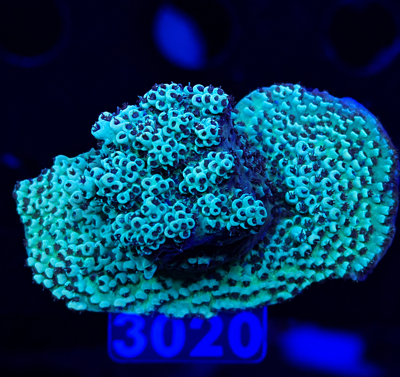 FMC Acropora hyacinthus