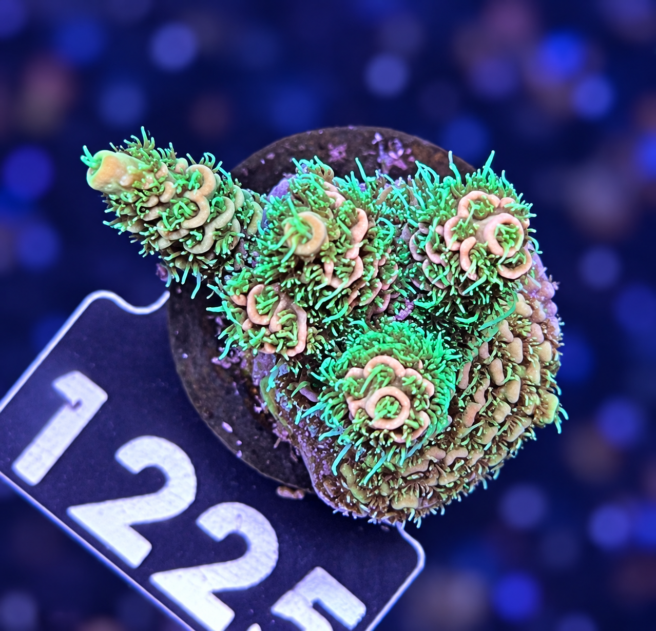 FMC Acropora millepora Orange Star