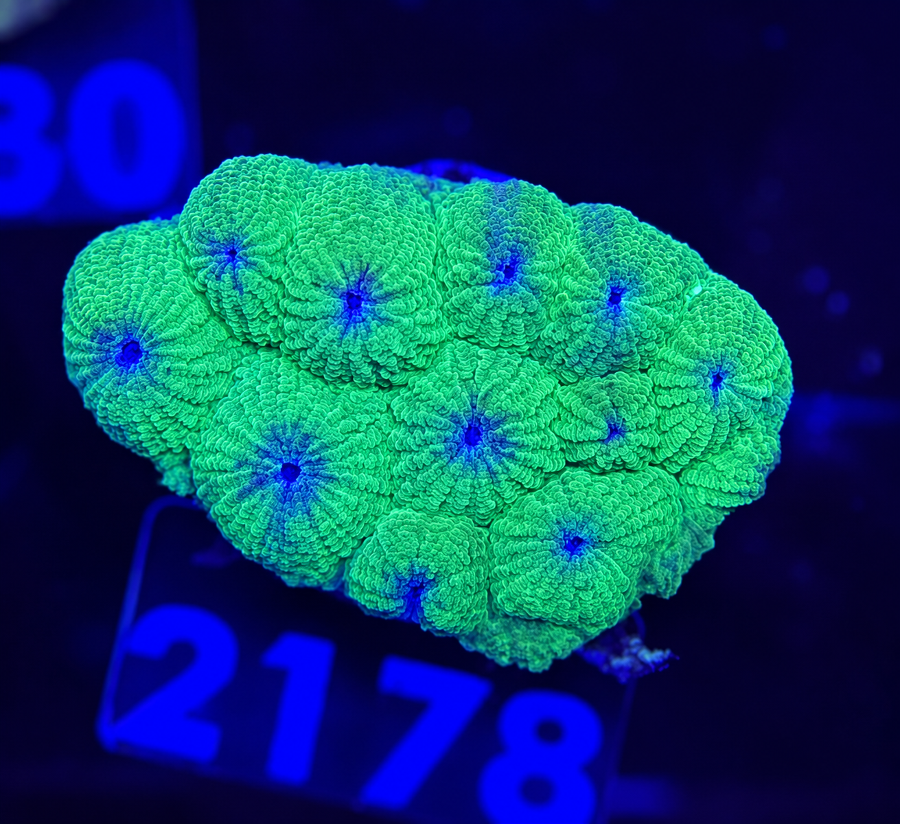 FMC Diploastrea