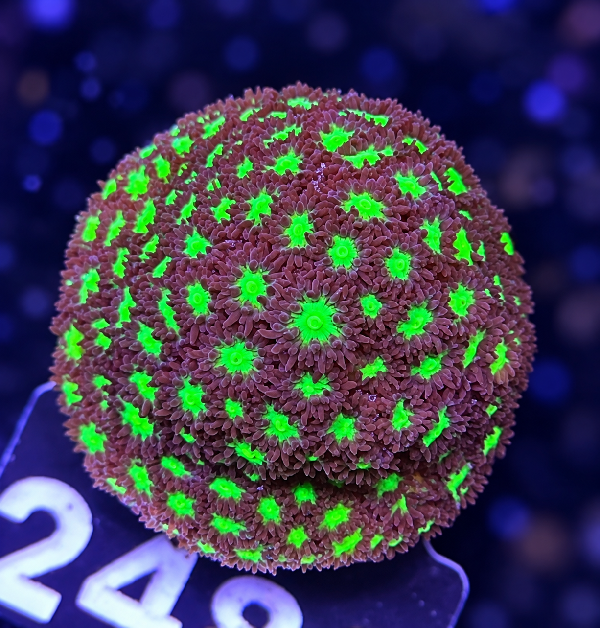 FMC Leptastrea Glowworm
