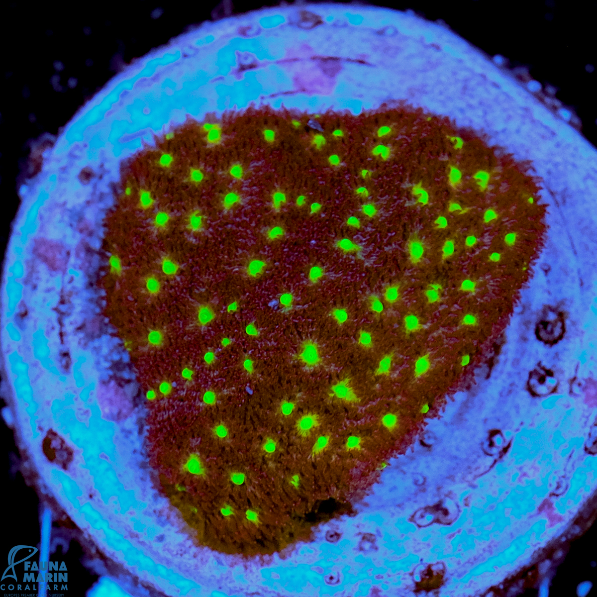 FMC Psammocora Bugs Cake FMC Psammocora Bugs Cake