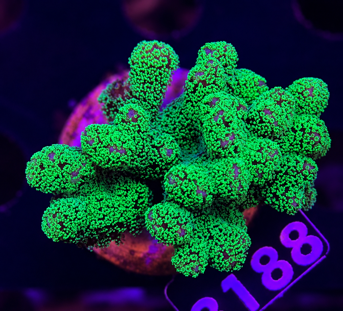 FMC Seriatopora caliendrum Mint Green