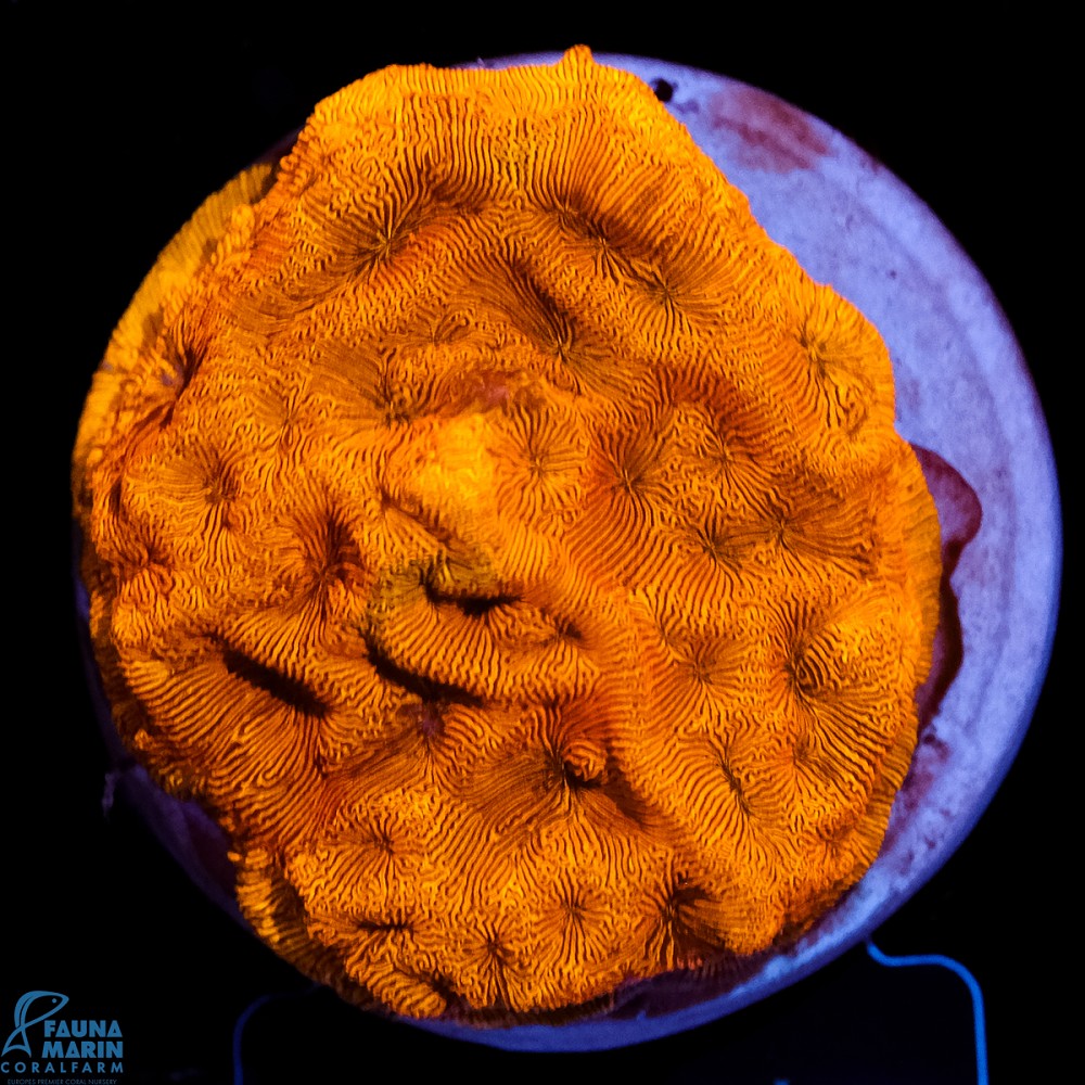 FMC Leptoseris Goldnugget V
